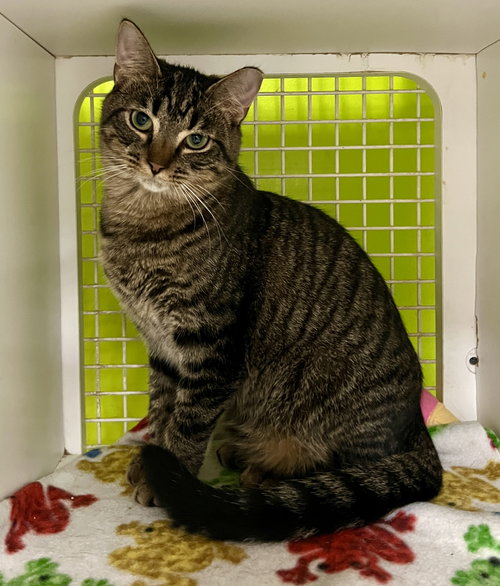 picture of the cat needing adoption