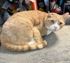 Arlo - Photo 4