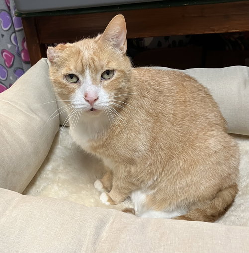 ARLO - Domestic Short Hair available for adoption