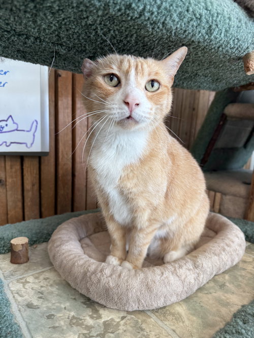 ARLO - Domestic Short Hair available for adoption