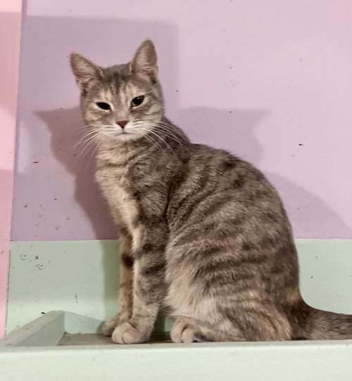 picture of the cat needing adoption