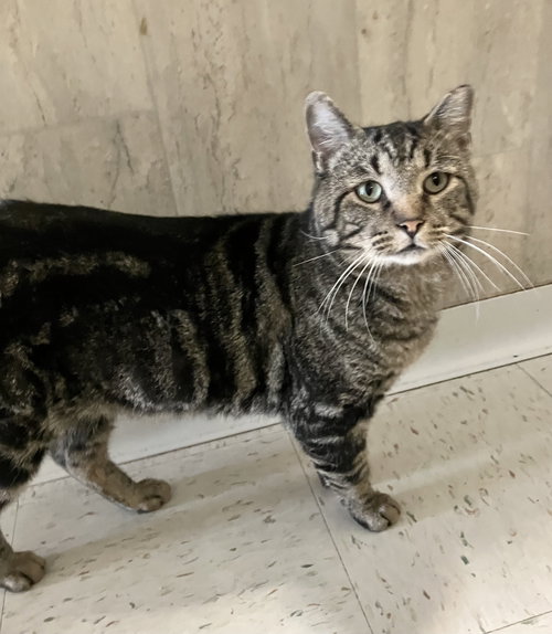 picture of the cat needing adoption