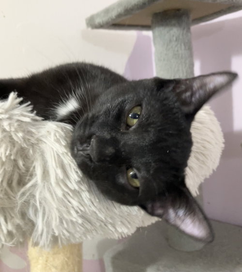 picture of the cat needing adoption