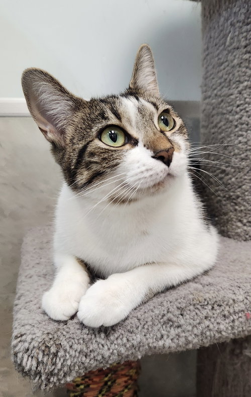 picture of the cat needing adoption