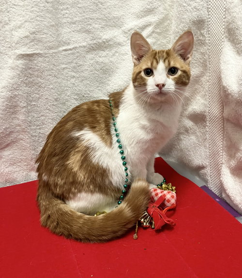 picture of the cat needing adoption