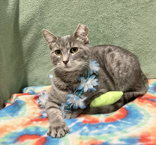 ASTRID - Tiger / Domestic Medium Hair available for adoption
