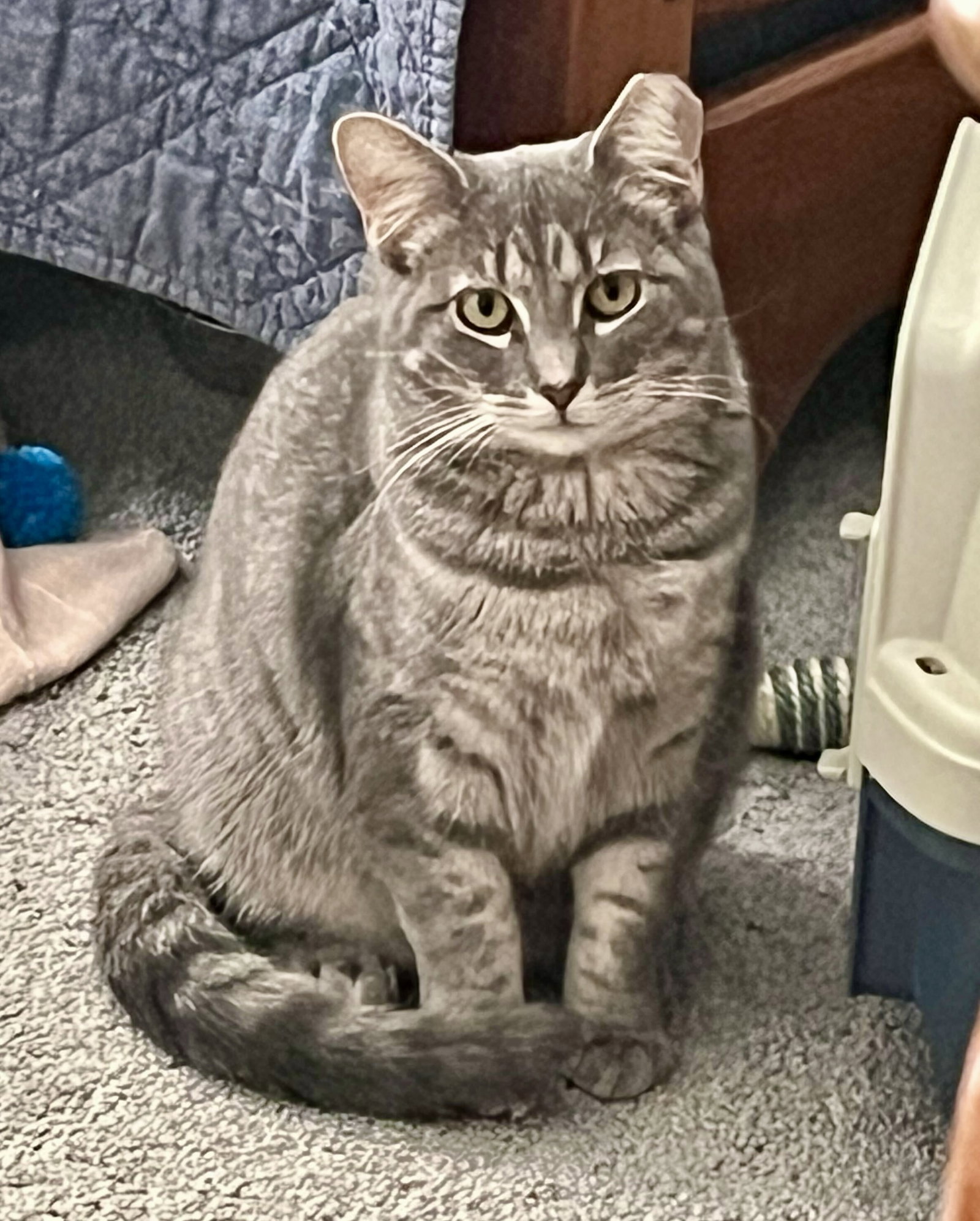 Astrid Image