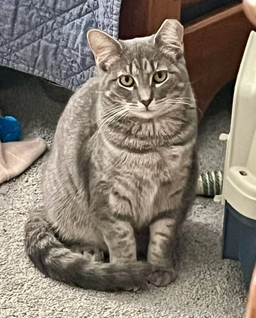 ASTRID - Tiger / Domestic Medium Hair available for adoption