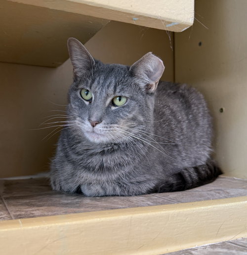 Astrid, a cat for adoption from Colony Cats (& dogs)