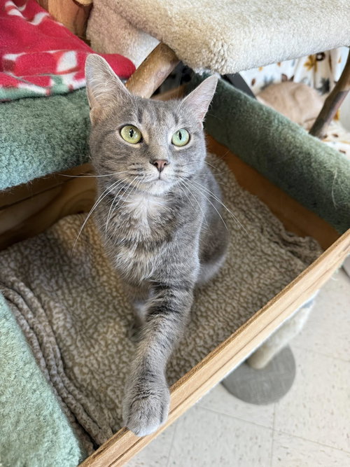 picture of the cat needing adoption