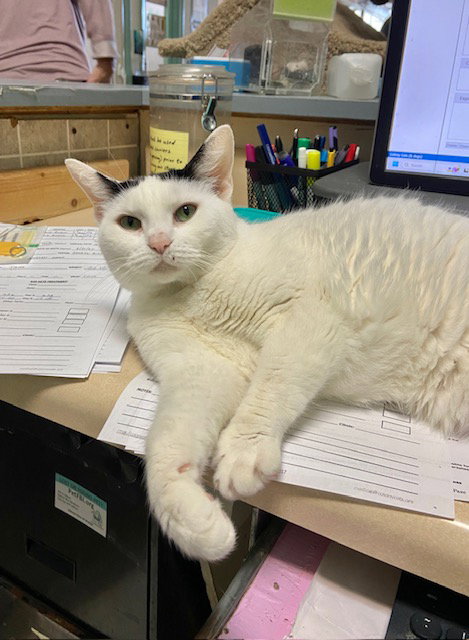 picture of the cat needing adoption