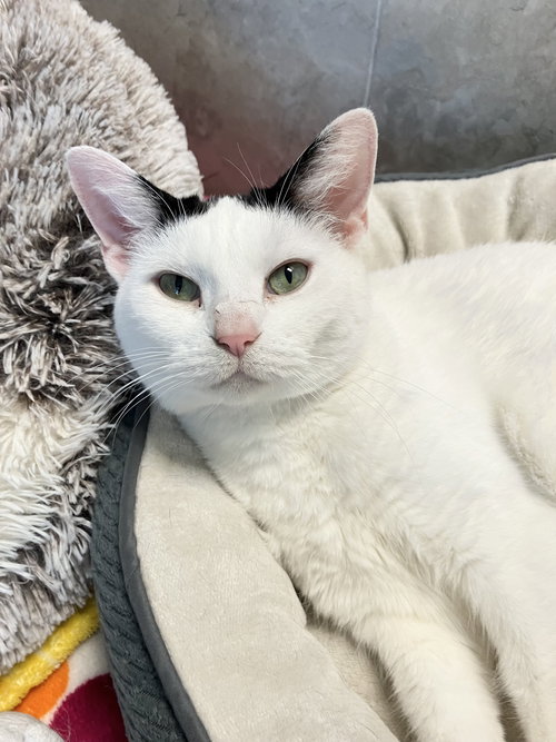 picture of the cat needing adoption