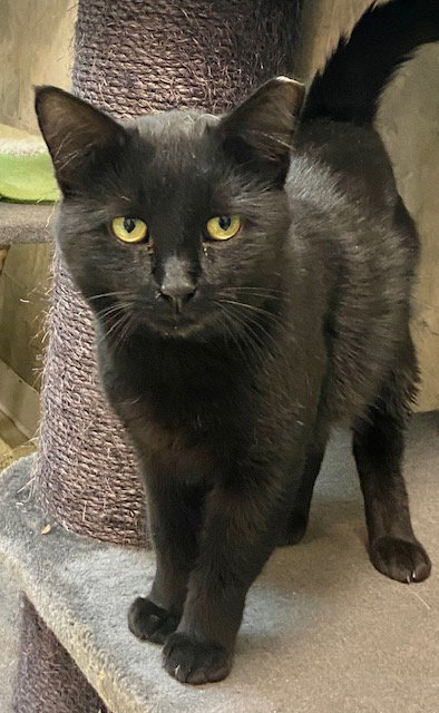 picture of the cat needing adoption