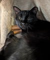 Luka - Photo 6