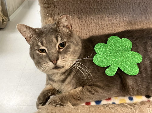 CHRIS - Tabby / Domestic Short Hair available for adoption