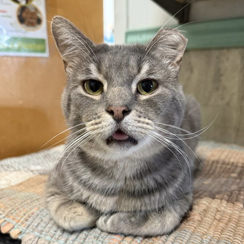 Chris, Adult Tabby / Domestic Short Hair / Mixed (short coat), cat for adoption in Lancaster, Ohio
