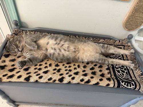 CHRIS - Tabby / Domestic Short Hair available for adoption
