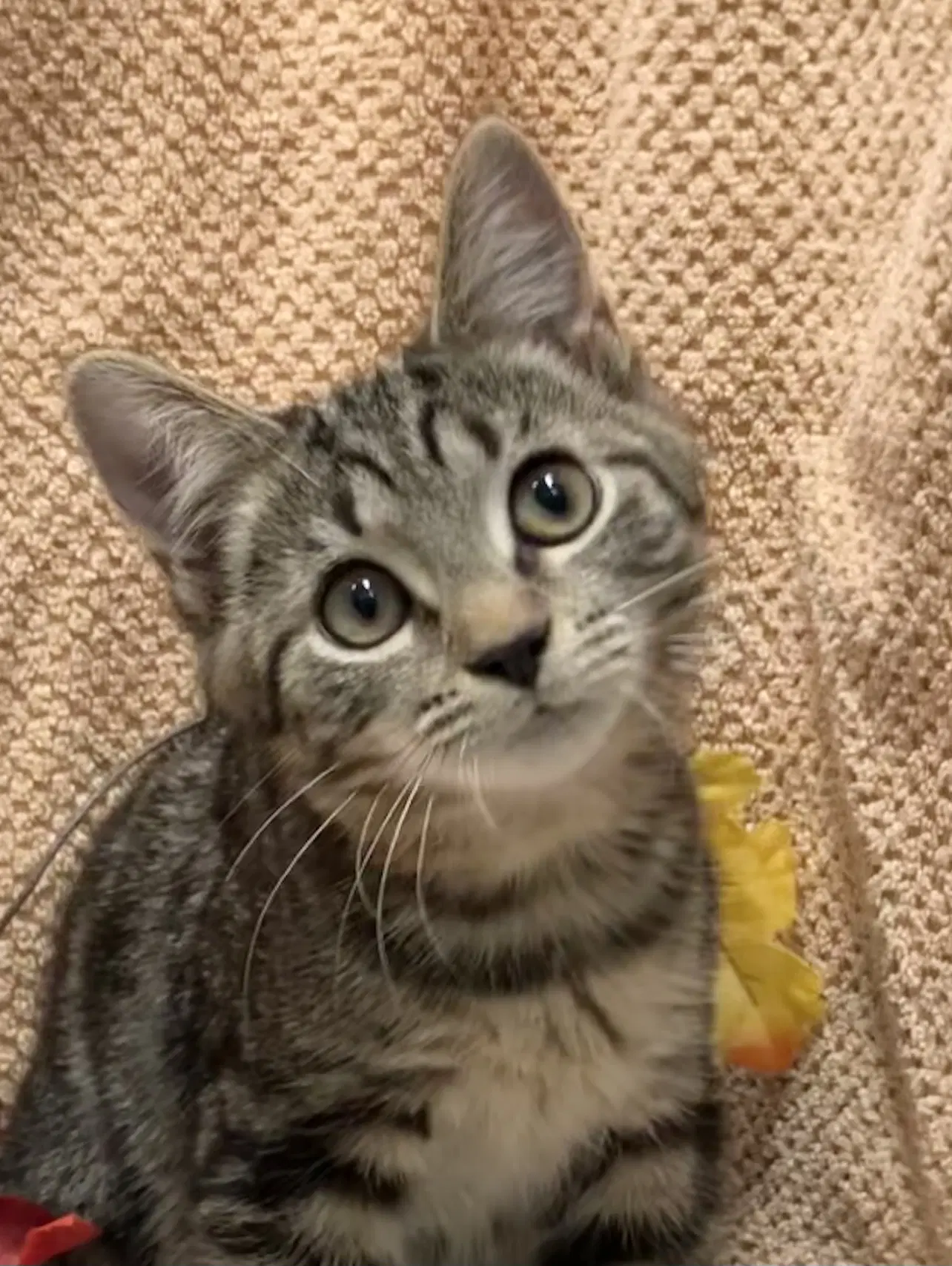Toughnut Bonded To Roughnut - Kbc - Tabby
