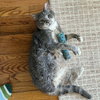 Bodhi - Photo 1