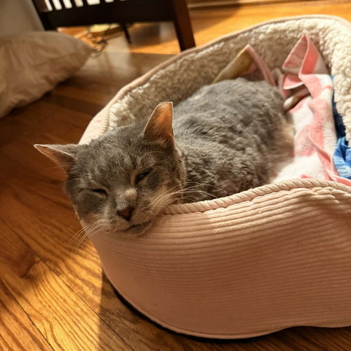 BODHI - Domestic Short Hair available for adoption