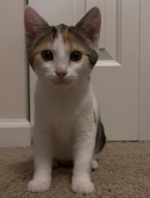 picture of the cat needing adoption
