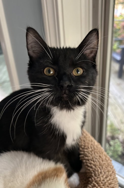 picture of the cat needing adoption