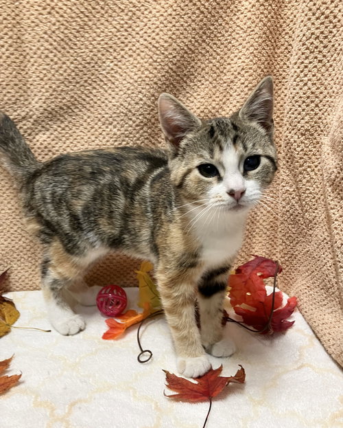 picture of the cat needing adoption