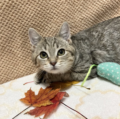 picture of the cat needing adoption