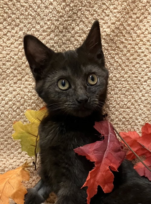 picture of the cat needing adoption