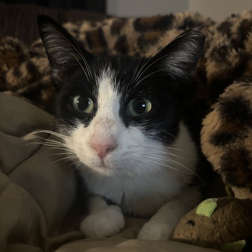 LEILA - Domestic Short Hair available for adoption