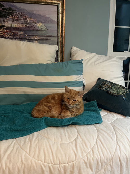 Harmony, Adult Domestic Medium Hair / Tabby / Mixed (medium coat), cat for adoption in Lancaster, Ohio
