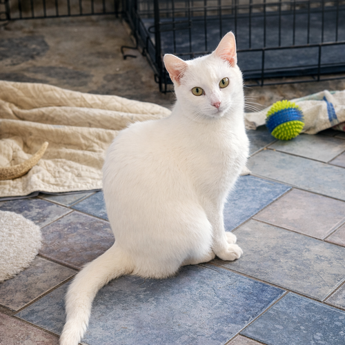 TUTTI FRUTTI - Domestic Short Hair available for adoption