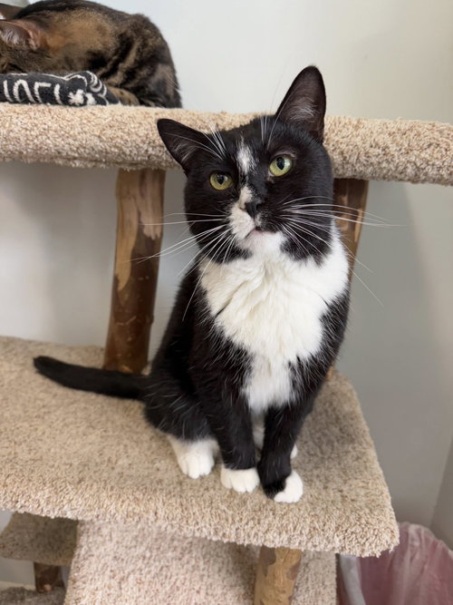 picture of the cat needing adoption