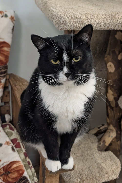 PIED PIPER - Domestic Short Hair available for adoption