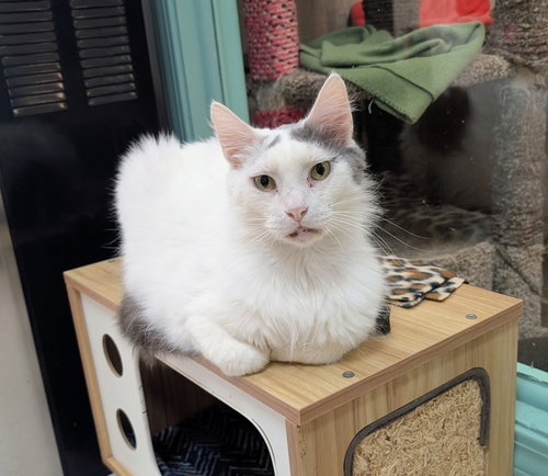 picture of the cat needing adoption