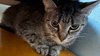 Benji - Photo 5