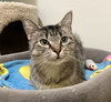 Benji - Photo 2