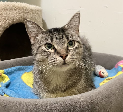 picture of the cat needing adoption