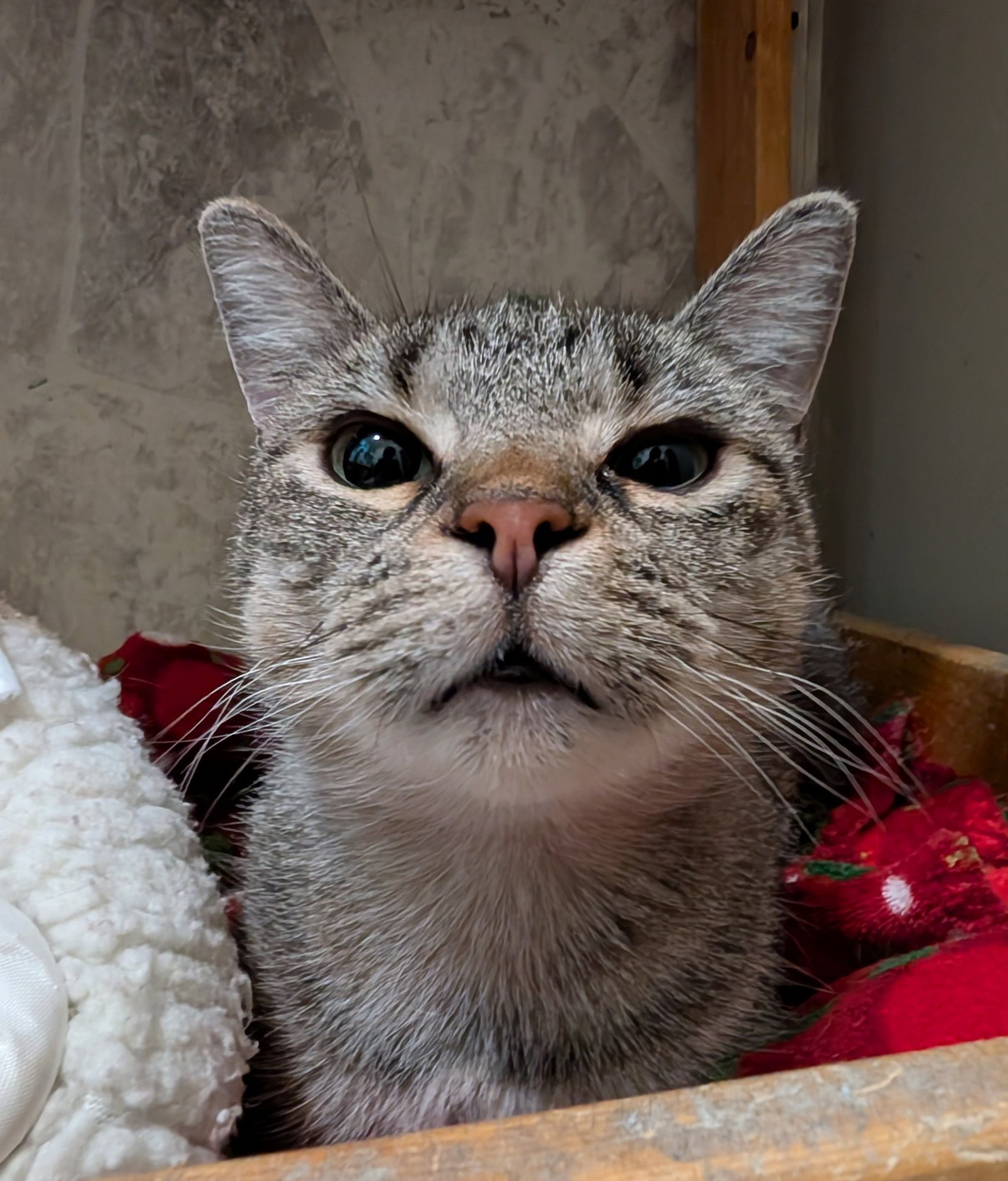 Benji Image