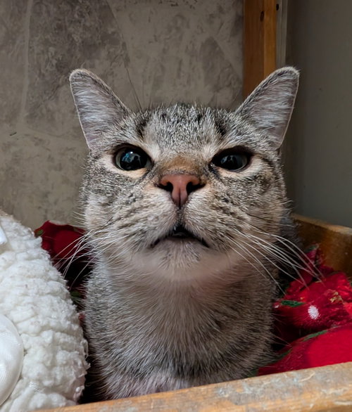 BENJI - Tabby / Domestic Short Hair available for adoption