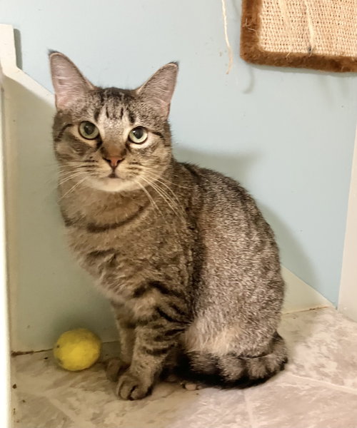 BENJI - Tabby / Domestic Short Hair available for adoption
