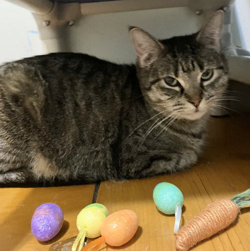 Benji, Young Tabby / Domestic Short Hair / Mixed (short coat), cat for adoption in Lancaster, Ohio