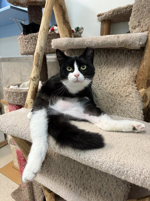 picture of the cat needing adoption