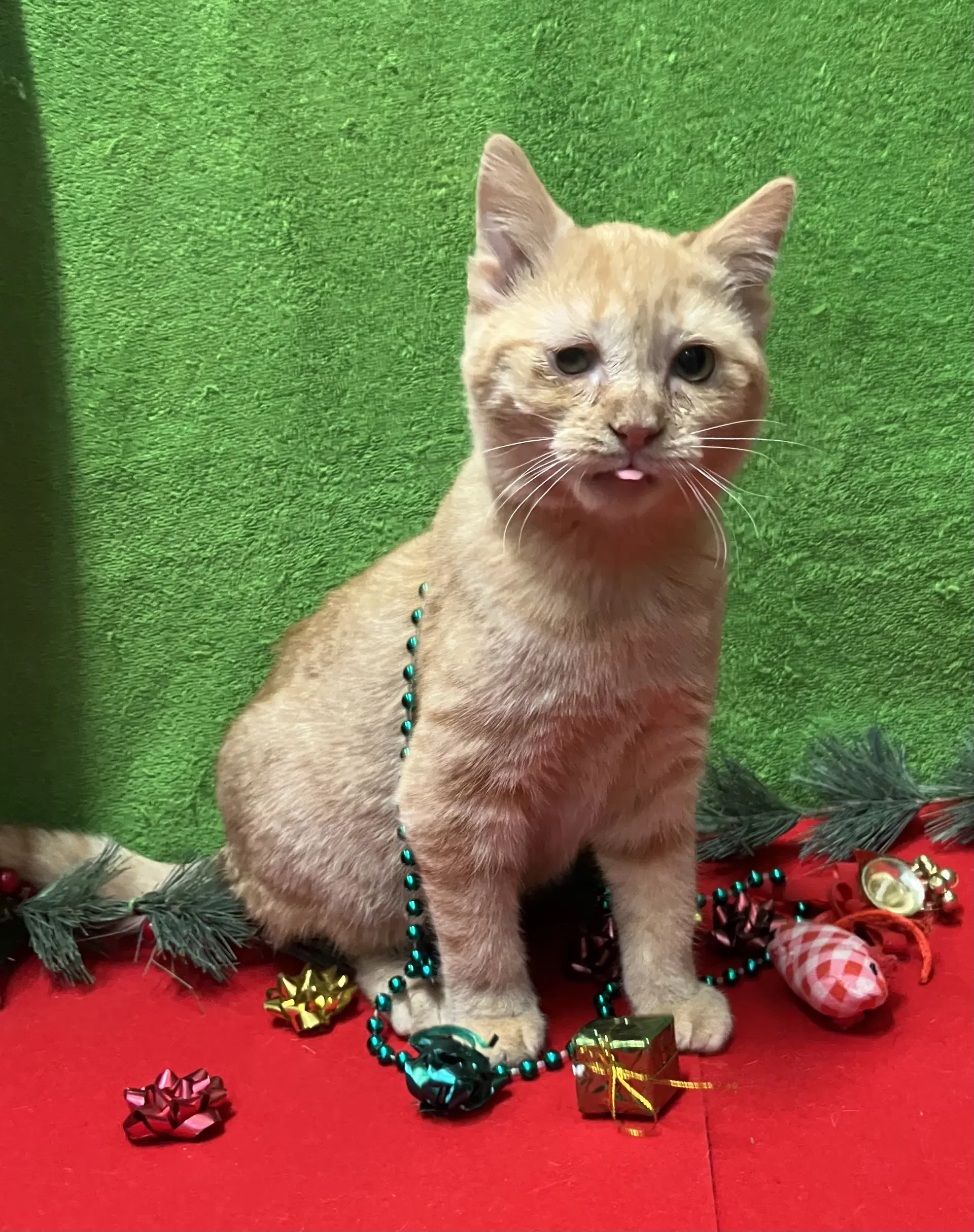 Sweet Marie - Domestic Short Hair