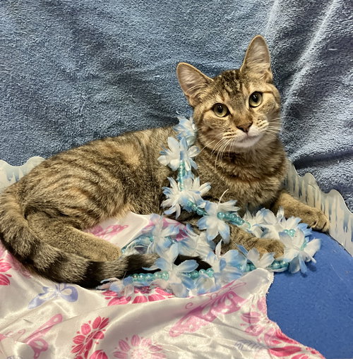 GOUDA - Domestic Short Hair / Tabby available for adoption