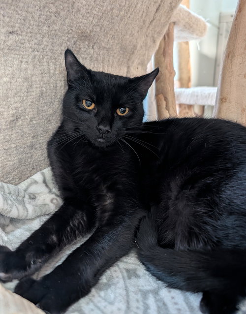 EMBER - Domestic Short Hair available for adoption