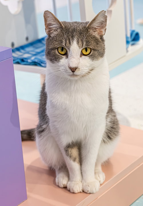 DUNCAN - KBC - Tabby / Domestic Short Hair available for adoption