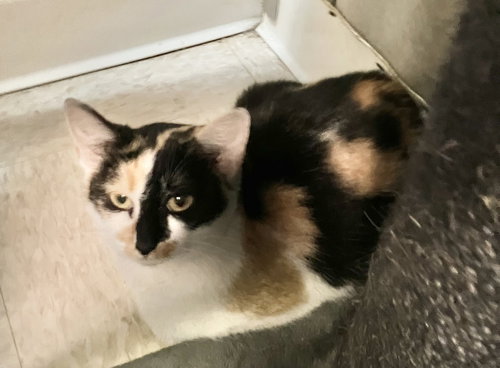 DOODLE - Calico / Domestic Short Hair available for adoption