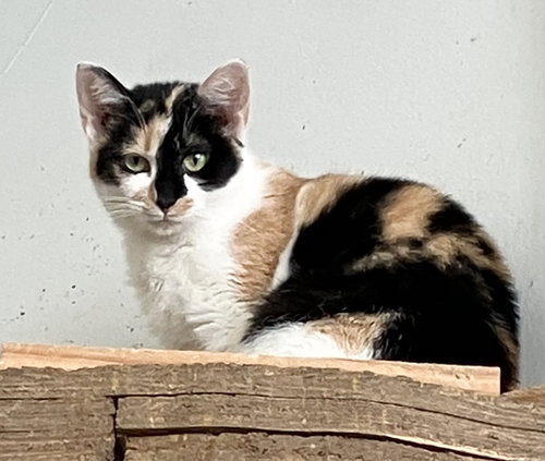 DOODLE - Calico / Domestic Short Hair available for adoption