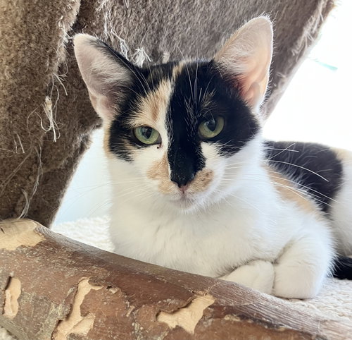 DOODLE - Calico / Domestic Short Hair available for adoption